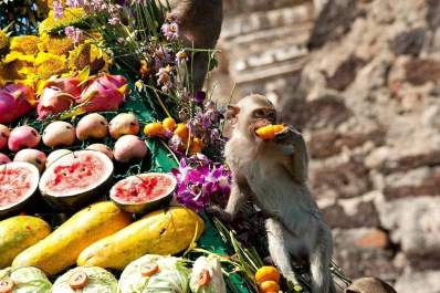 lopburi-to-host-monkey-buffet-festival-on-29th-november-1-1